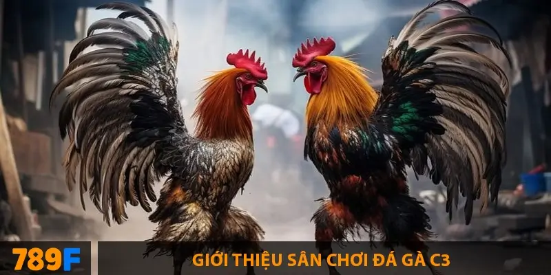 Đá gà c3 – Sức hút từ những trận đấu kịch tính của các sư kê