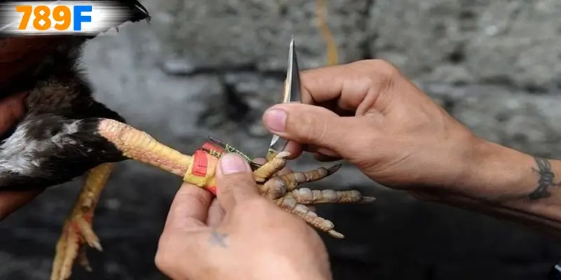 Đá gà cựa dao – 1 Sân chơi hầu hết tất cả nhà cái đều có